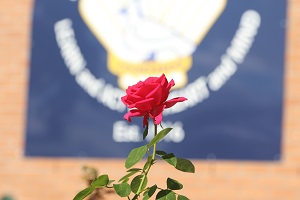 rose.jpg